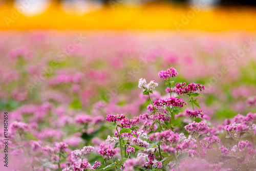 Wallpaper Mural 花 Torontodigital.ca