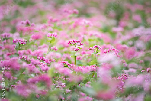 Wallpaper Mural 花 Torontodigital.ca