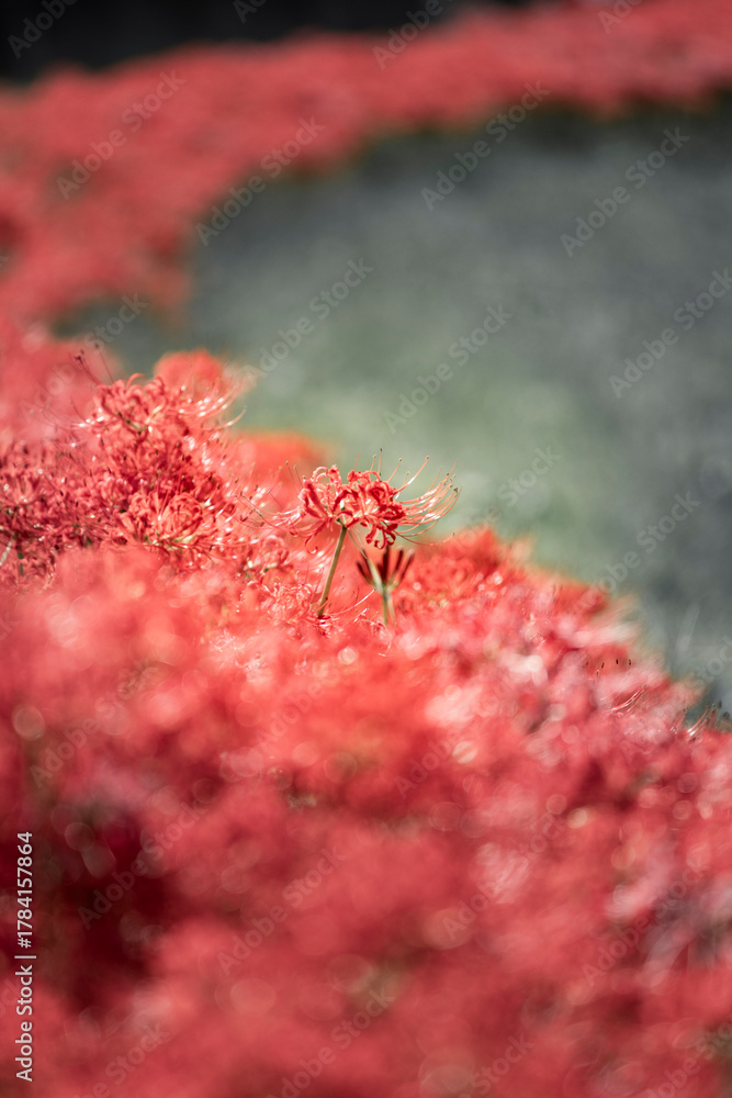 custom made wallpaper toronto digital彼岸花