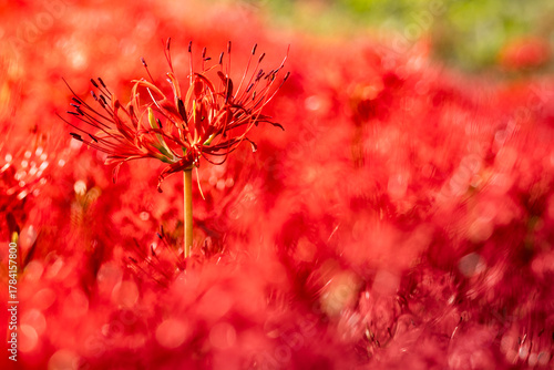 Wallpaper Mural 彼岸花 Torontodigital.ca