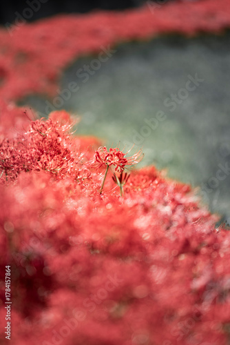 Wallpaper Mural 彼岸花 Torontodigital.ca