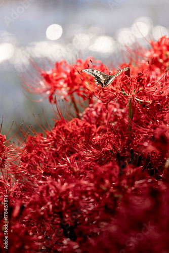 Wallpaper Mural 彼岸花 Torontodigital.ca