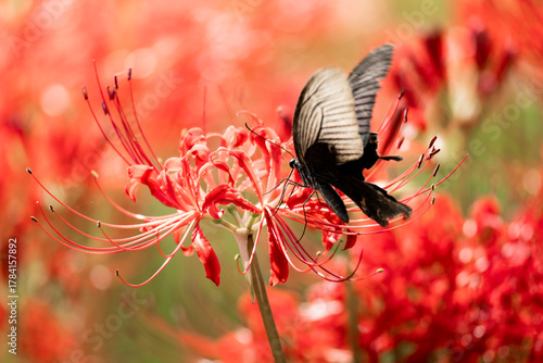 Wallpaper Mural 彼岸花 Torontodigital.ca