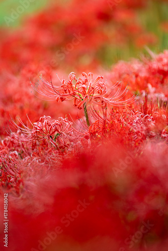 Wallpaper Mural 彼岸花 Torontodigital.ca