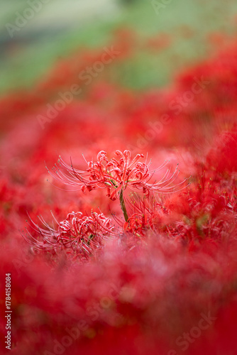 Wallpaper Mural 彼岸花 Torontodigital.ca