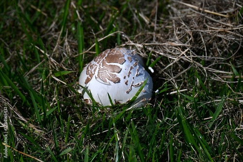 Chlorophyllum molybdites (False parasol). Agaricaceae poisonous mushroom. Eating it can cause vomiting, diarrhea, abdominal pain, and other poisonous symptoms.