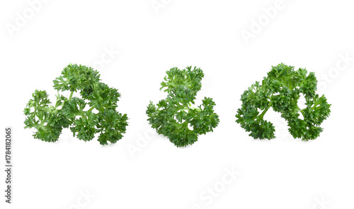 parsley leaves isolated on white background