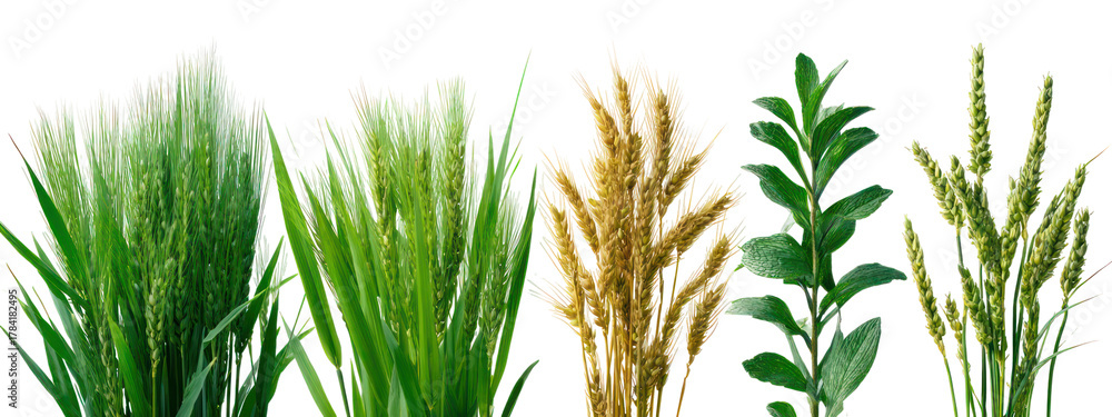 Naklejka premium Collection of different types of grain stalks and green leaves isolated on transparent background