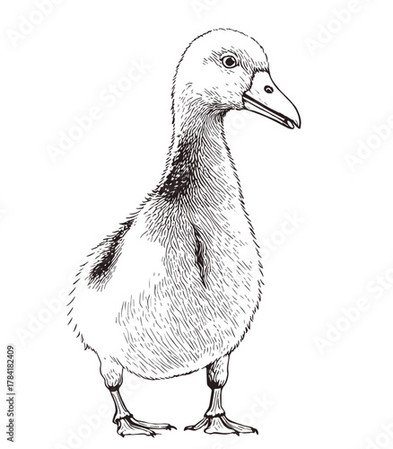 Detailed hand-drawn sketch of a fluffy baby duckling standing upright, vintage style vector
