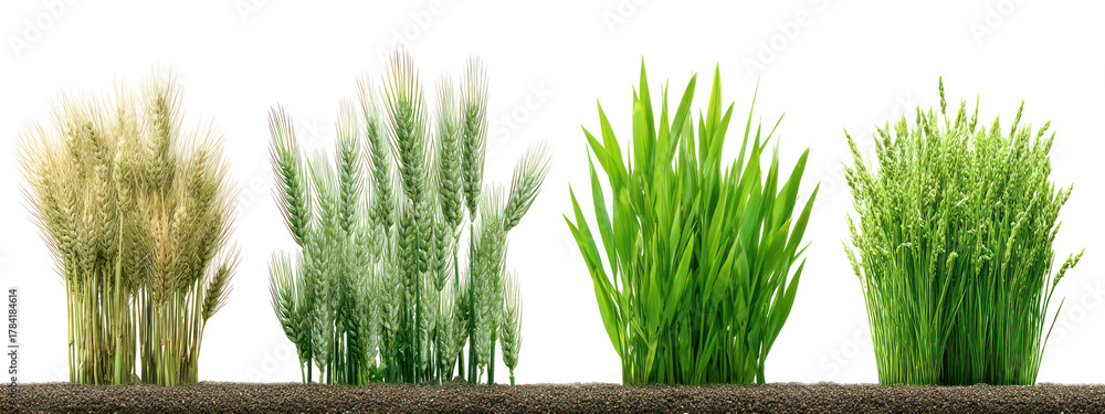 Naklejka premium Four stalks of wheat at different growth stages isolated on transparent background