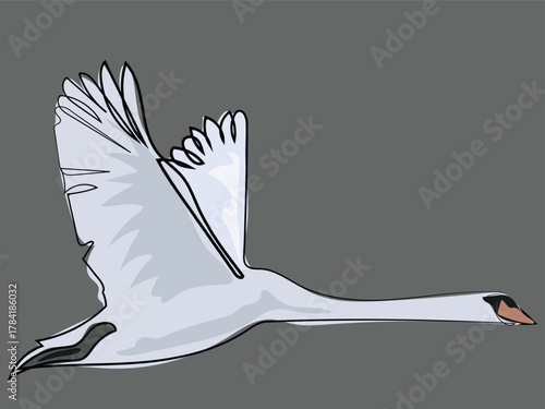 Swan in continuous line drawing