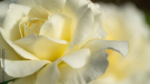 Wallpaper Mural バラ Torontodigital.ca