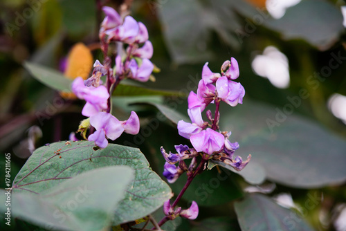 Wallpaper Mural The blooming purple beans are in the garden. Torontodigital.ca