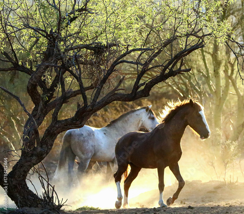 Wild Horses in Forest