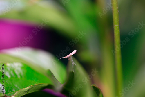 Vegetable moth. Important pests of vegetables in the family Lepidoptera