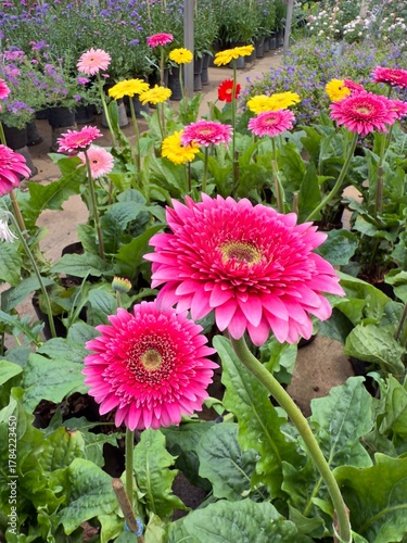Gerbera daisy in flowers garden marketplace.