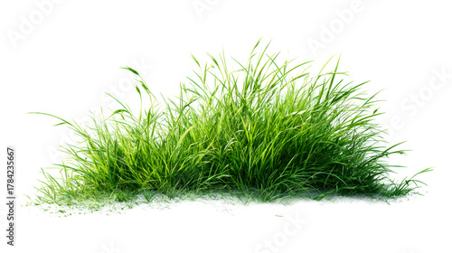 Fototapeta Naklejka Na Ścianę i Meble -  Lush Green Grass Patch With Small White Particles