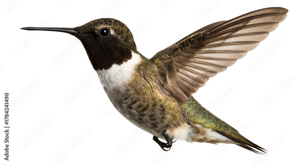 Obraz premium Hummingbird with wings spread mid-flight isolated