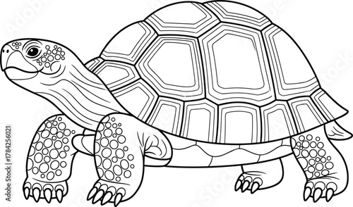 Detailed line art vector illustration of a walking turtle with patterned shell and skin, ideal for nature, wildlife, education, or coloring book design projects, clean black and white style