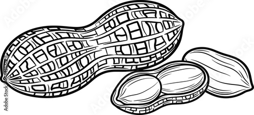 Peanut in shell and shelled nuts, black and white line art vector illustration for food, snack, agriculture, nutrition, and botanical themes