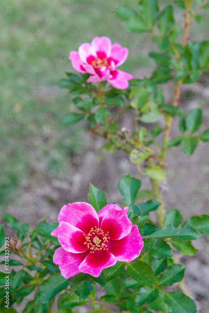 Fototapeta premium ピンク色のバラ（ピンク トルマリン バビロン）