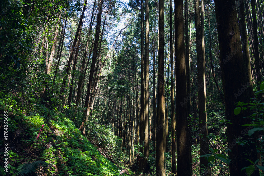 Fototapeta premium 茨城 森の中の景色(常陸太田市)