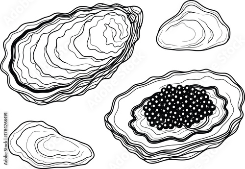 Oyster Shell Illustration – Black and White Line Art with Pearls and Textured Shells