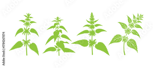Nettle wildflower from the field, isolated on a white background. This botanical illustration of Urtica dioica is hand-drawn and perfect for tea packaging, organic cosmetics, natural medicine.
