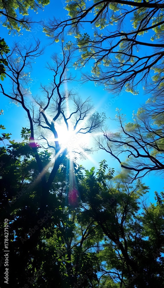 Obraz premium Sunlight illuminates a brilliant blue canopy, serene and untouched , clean, empty