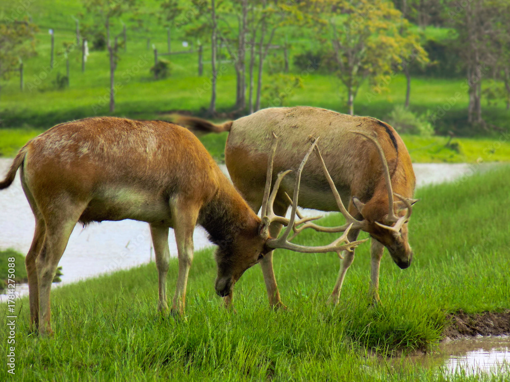 Fototapeta premium deer in the meadow fighting