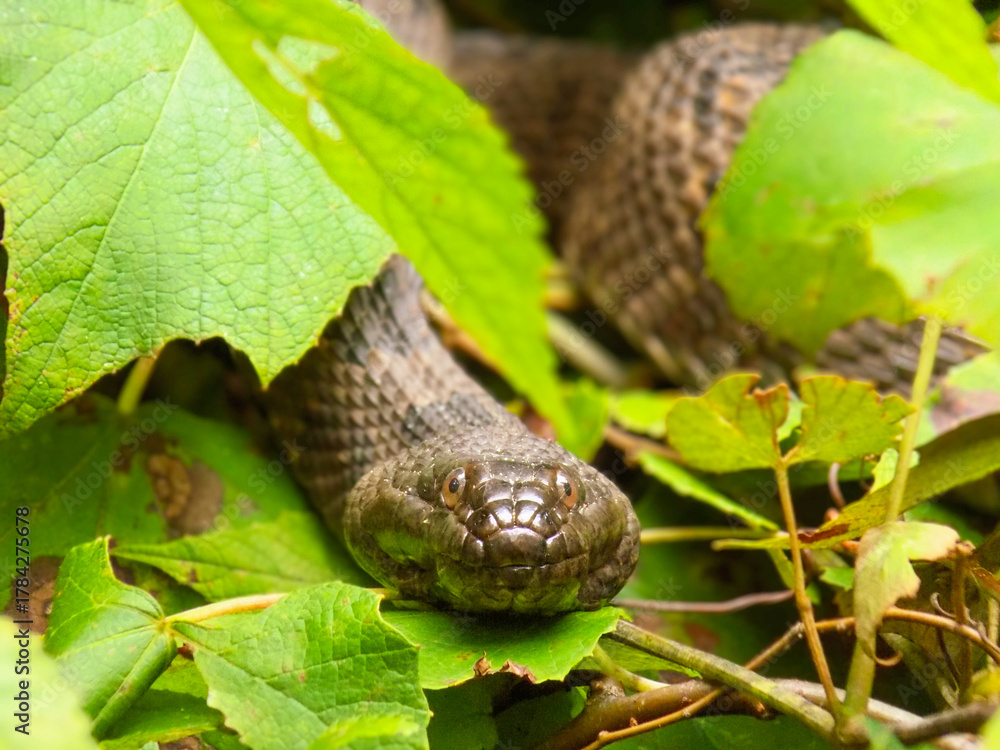 Fototapeta premium snake in the leaves