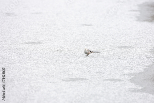 Cute Japanese bird Shima-Enaga resting on a tree branch in winter