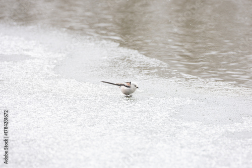 Cute Japanese bird Shima-Enaga resting on a tree branch in winter