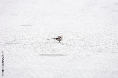 Cute Japanese bird Shima-Enaga resting on a tree branch in winter