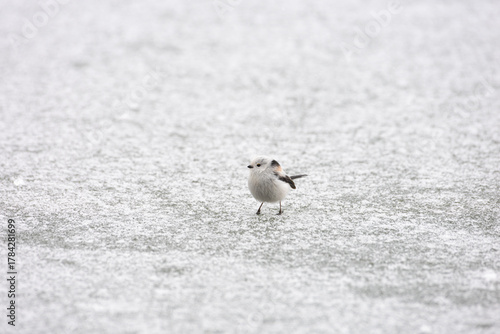 Cute Japanese bird Shima-Enaga resting on a tree branch in winter