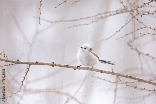 Cute Japanese bird Shima-Enaga resting on a tree branch in winter