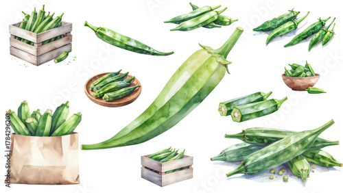 Fresh Watercolor Okra Still Life A Garden Harvest of Flavor and Texture