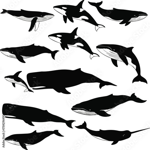  kinds of differernt whale vector art silhoueette with white background