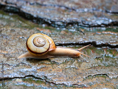 snail on a stonr