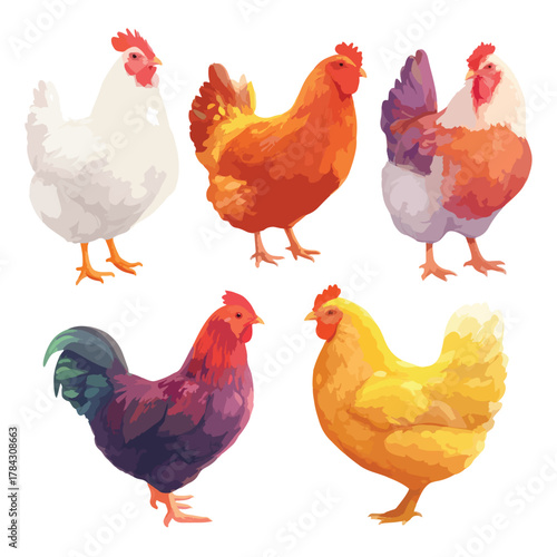 chicken vector set isolated