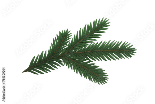 Fir tree branch with green needles, creating a festive holiday decoration element. Isolated evergreen plant