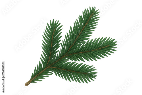 Fir tree branch with green needles symbolizing christmas, winter holidays, and evergreen forest nature on transparent background