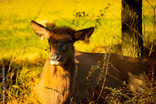 Lone Elk Park