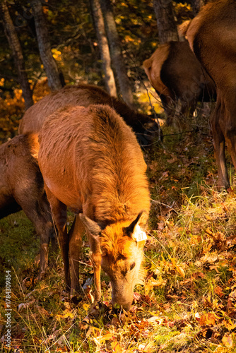 Lone Elk Park