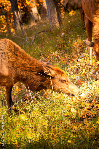 Lone Elk Park