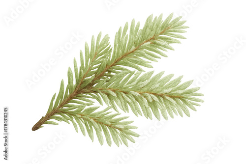 Pine branch illustration showing evergreen needles for christmas and winter holiday decoration with transparent background