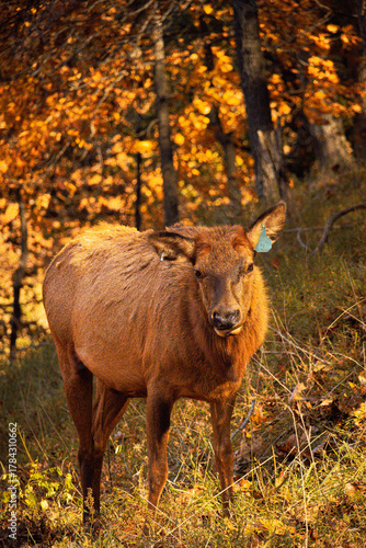 Lone Elk Park