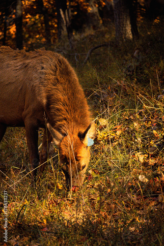 Lone Elk Park