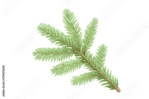 Fir tree branch with green needles, evergreen sprig on transparent background, symbolizing christmas and winter holidays