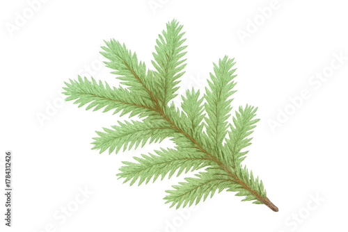 Fir tree branch with green evergreen needles on a transparent background, symbolizing christmas, winter, and nature